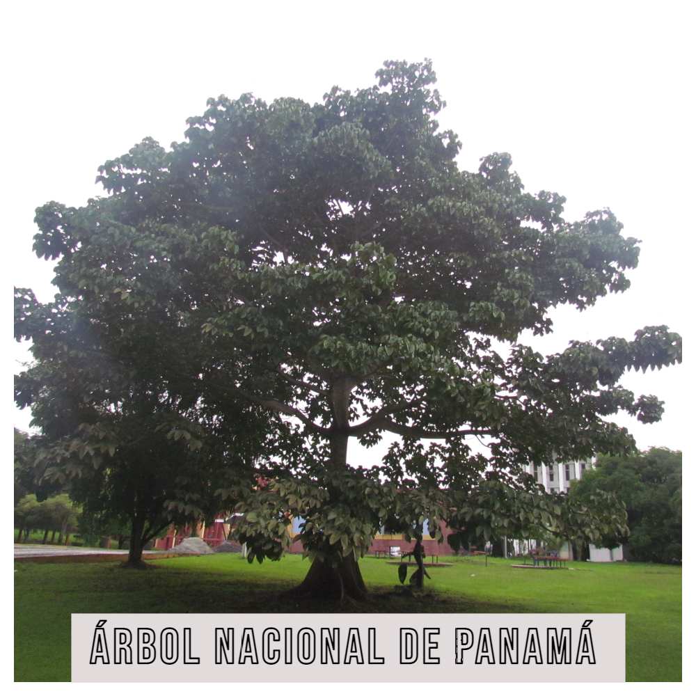 arbol nacional de panama